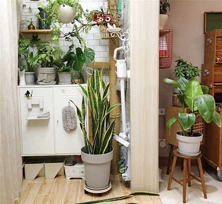 哪种绿植比较好养