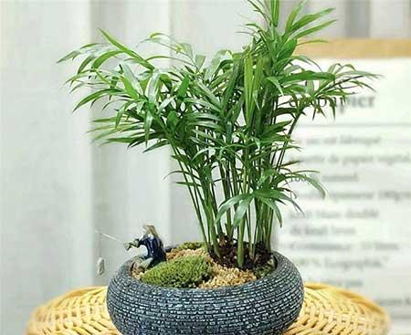 哪种绿植比较好养