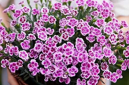 哪一种绿植比较好养