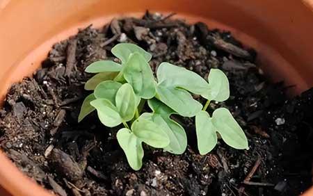 哪一种绿植比较好养