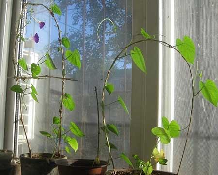 哪一种绿植比较好养