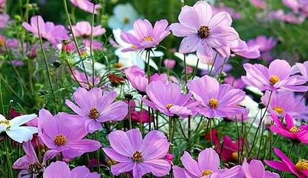 哪一种绿植比较好养