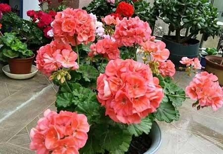 哪一种绿植比较好养