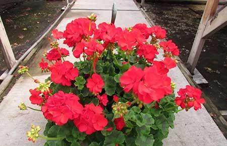 哪一种绿植比较好养