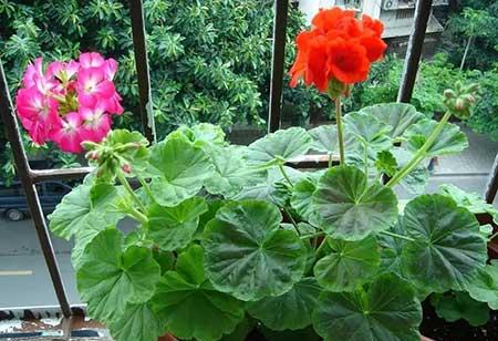 哪一种绿植比较好养