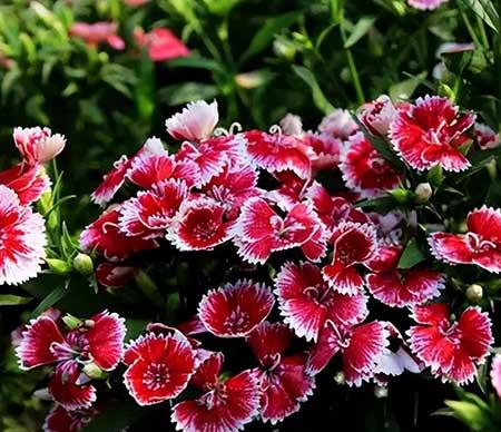 哪一种绿植比较好养