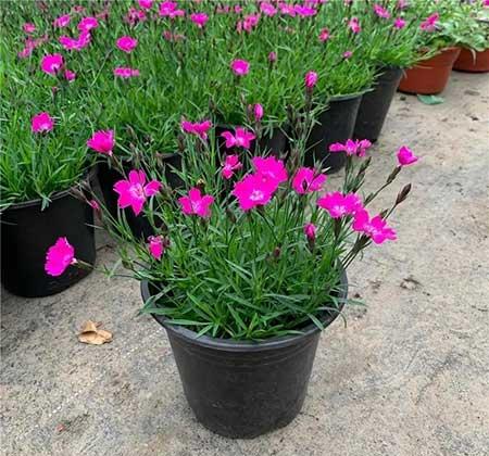 哪一种绿植比较好养