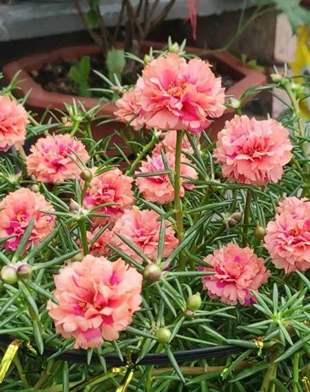 哪些花适合新手养