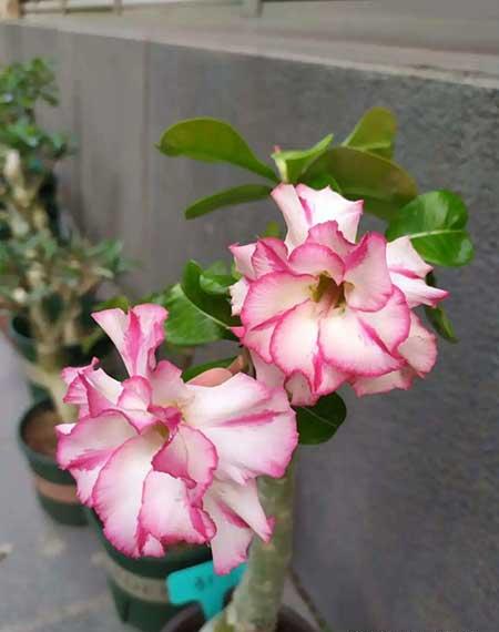 哪些花适合新手养