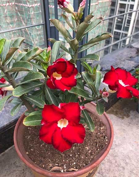 哪些花适合新手养