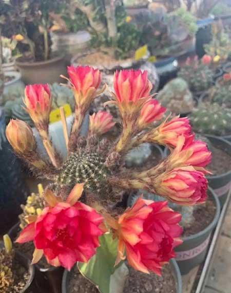 哪些花适合新手养