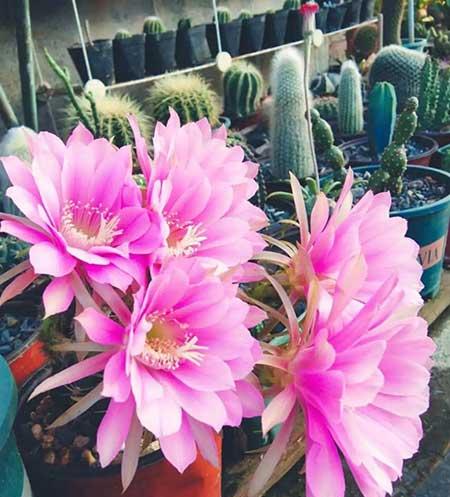 哪些花适合新手养