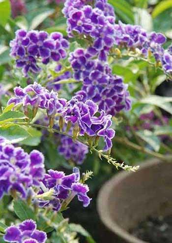 哪些花适合新手养