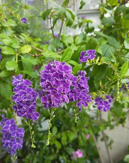 哪些花适合新手养