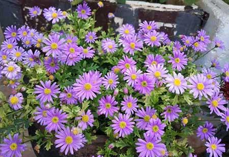 哪些花适合新手养