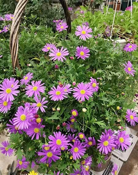 哪些花适合新手养