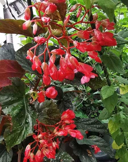 哪些花适合新手养