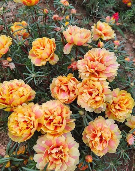 哪些花适合新手养