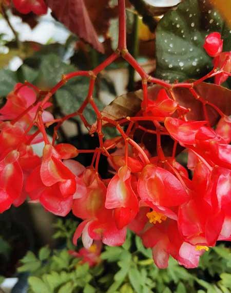 哪些花适合新手养