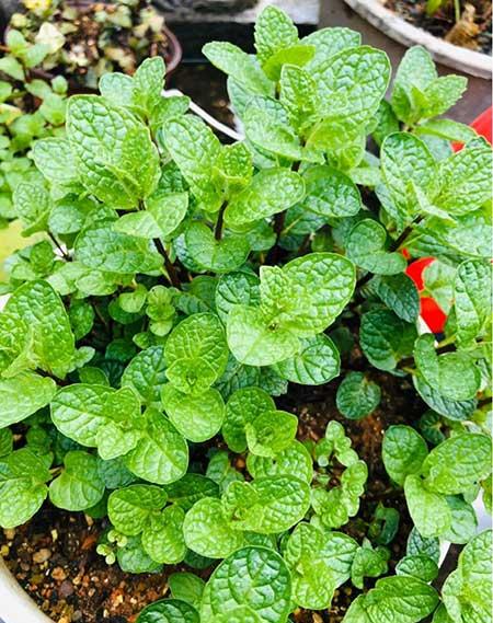 哪些花适合新手养