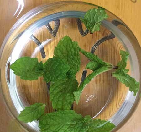 哪些花适合新手养