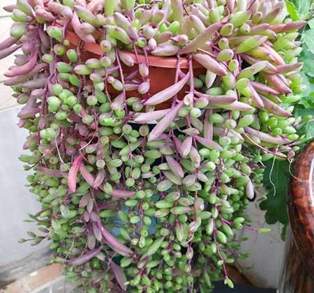 哪些花适合新手养