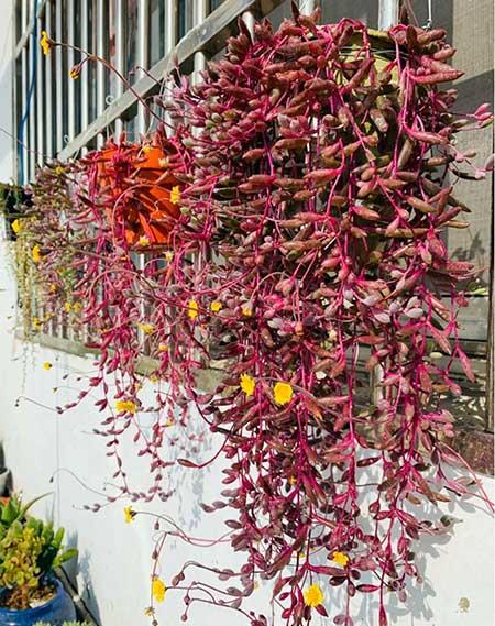 哪些花适合新手养