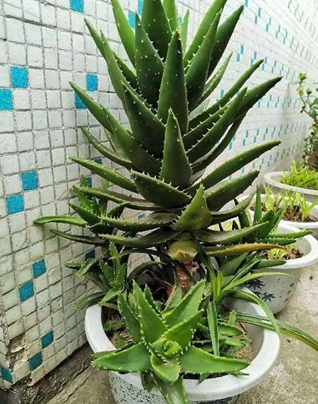 哪些花适合新手养