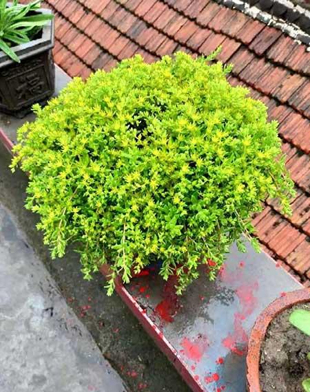 哪些花适合新手养