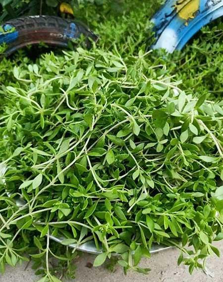 哪些花适合新手养