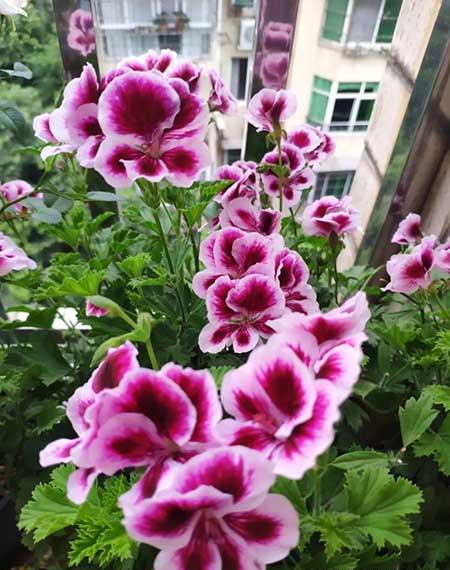 哪些花适合新手养