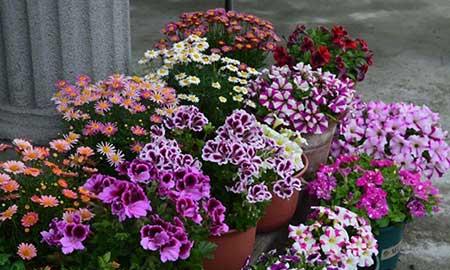 哪些花适合新手养