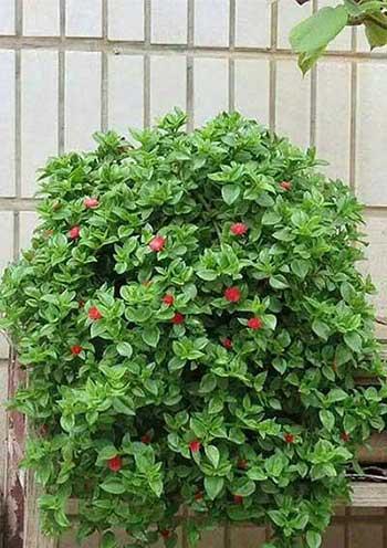 哪些花适合新手养