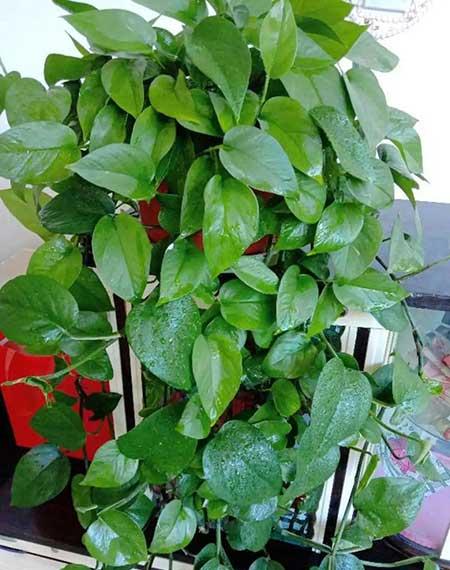 哪些花适合新手养