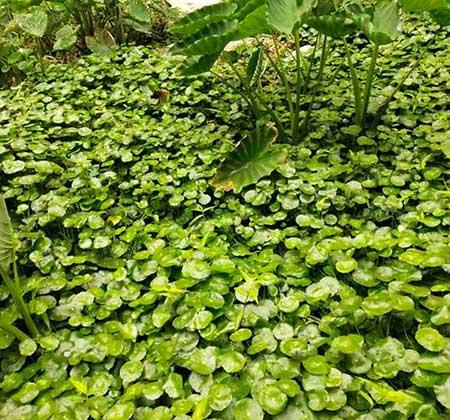 哪些花适合新手养