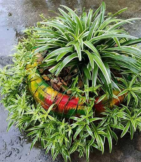 哪些花适合新手养