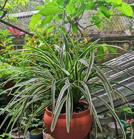 哪些花适合新手养