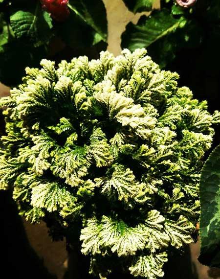 哪些花适合新手养