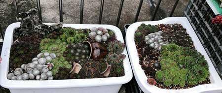 木盒子适合养什么花