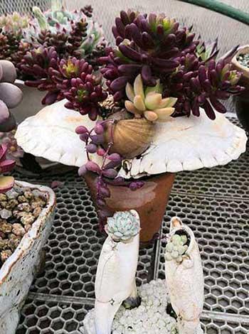 木盒子适合养什么花