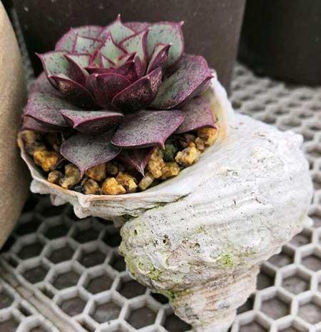 木盒子适合养什么花