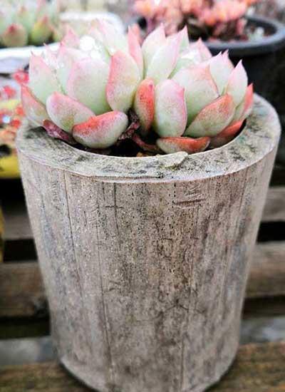 木盒子适合养什么花