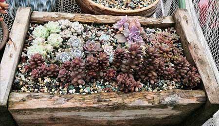 木盒子适合养什么花