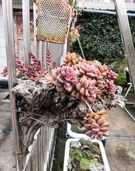 木盒子适合养什么花