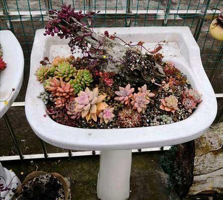 木盒子适合养什么花