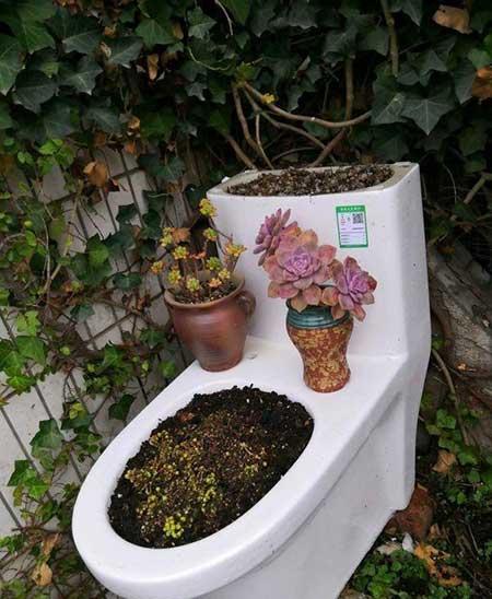 木盒子适合养什么花