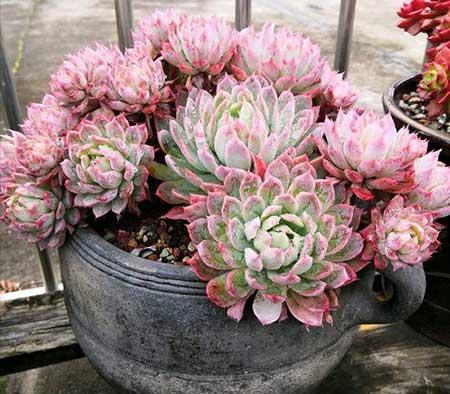 木盒子适合养什么花