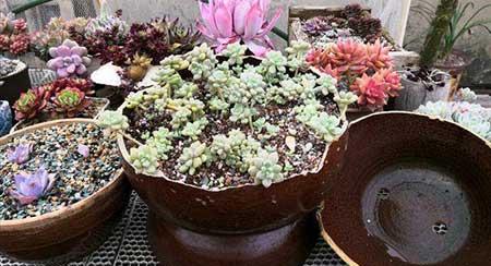 木盒子适合养什么花