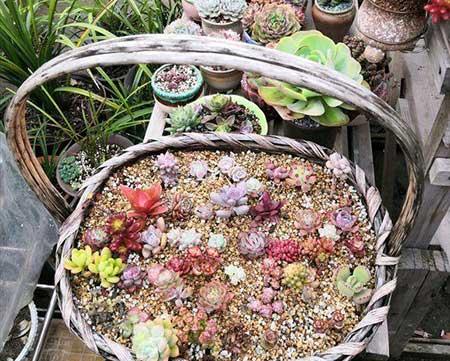 木盒子适合养什么花