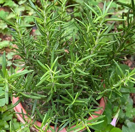 迷迭香盆栽怎么养护